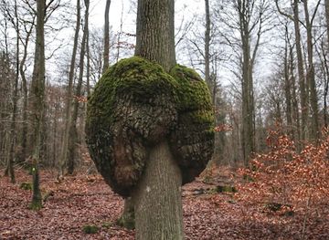 germany/hunsruck/attraction/baumkrebs