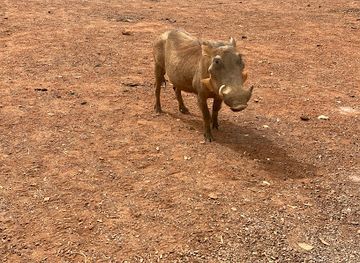 senegal/niokolo-koba-national-park/attraction/halte-parc-niokolo-koba