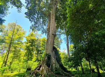 indonesia/banda-islands/attraction/nutmeg-plantation