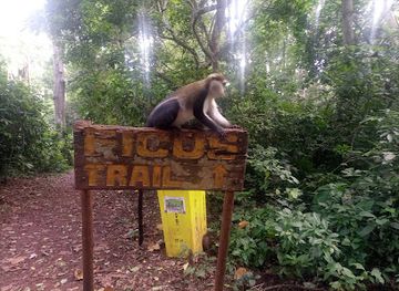 ghana/wli-waterfalls/attraction/boabeng-fiema-monkey-sanctuary