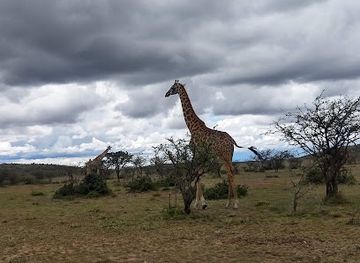 kenya/maasai-mara/attraction/olare-orok-conservancy
