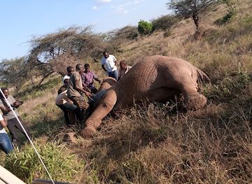 kenya/shaba-national-reserve/attraction/save-the-elephants-research-camp