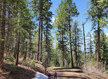 california/yosemite-village/attraction/dead-giant-tunnel-tree