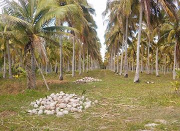 new-caledonia/ouvea-island/attraction/les-cocoteraies-de-balhaba