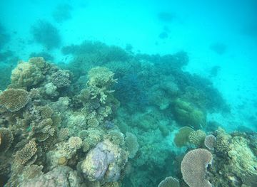 australia/great-barrier-reef/attraction/opal-reef