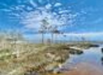 alabama/gulf-shores/attraction/pine-beach-trail