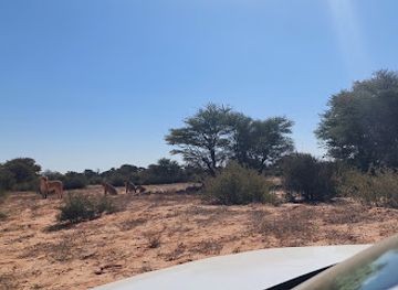 south-africa/kgalagadi-transfrontier-park/attraction/lion-pride