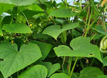 thailand/ubon-ratchathani/attraction/suan-ta-rot-ka-yai-nang