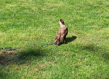 czechia/south-moravia/attraction/zayferus-exhibitions-of-birds-of-prey