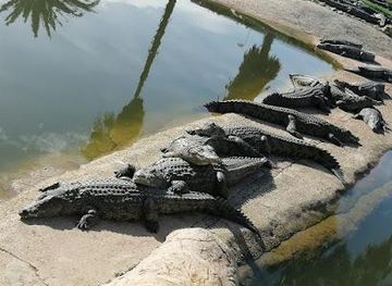 south-africa/cape-town/attraction/le-bonheur-reptiles-and-adventures