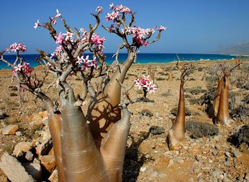 yemen/socotra-archipelago/attraction/socotra