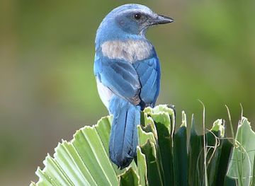 florida/space-coast/attraction/space-coast-birding-and-wildlife-festival