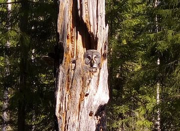 finland/hossa-national-park/attraction/jarno-s-wilderness