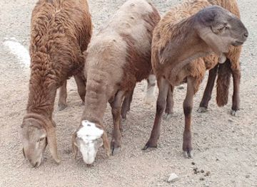 saudi-arabia/al-ula/attraction/alula-on-wheels