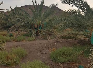 saudi-arabia/medina/attraction/dates-garden