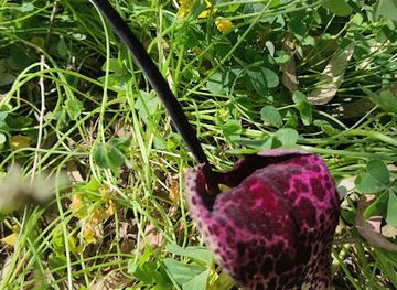 israel/netanya/attraction/park-ntania