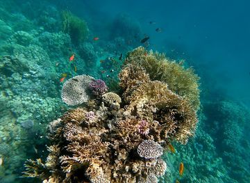 israel/red-sea-coral-reef/attraction/ra-s-nasrani
