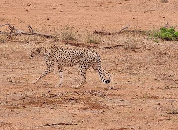 botswana/tuli-block/attraction/tuli-wilderness