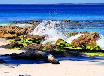 australia/jervis-bay/attraction/hyams-beach