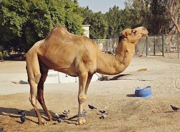 bahrain/riffa/attraction/visit-bahrain