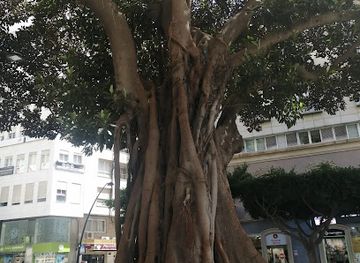 spain/almeria/attraction/ficus-centenario