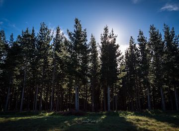 australia/limestone-coast/attraction/myora-forest-reserve