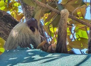 costa-rica/jaco/attraction/costa-rica-animal-rescue-center