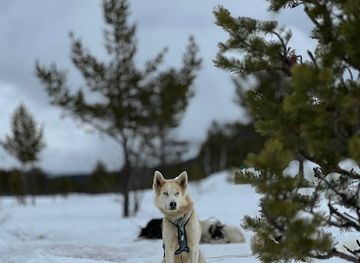 norway/rondane-national-park/attraction/heidal-husky