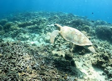 indonesia/gili-islands/attraction/turtle-spot-1st