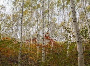 south-korea/chuncheon/attraction/wondae-ri-birch-forest