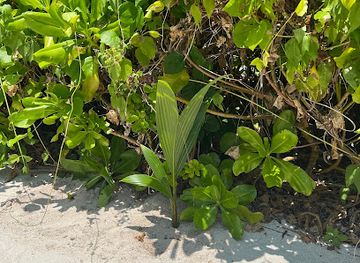 maldives/noonu-atoll/attraction/lea-ben-palm