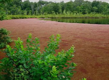jamaica/portmore/attraction/red-pond