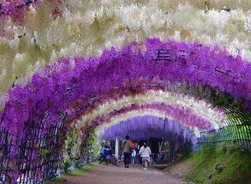 Kawachi Fuji Park