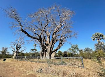 zambia/livingstone/attraction/the-big-tree-victoria-falls