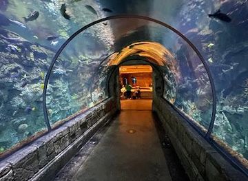 kentucky/henderson/attraction/shark-reef-aquarium-at-mandalay-bay
