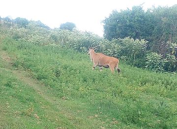 kenya/laikipia-plateau/attraction/mount-kenya-wildlife-conservancy