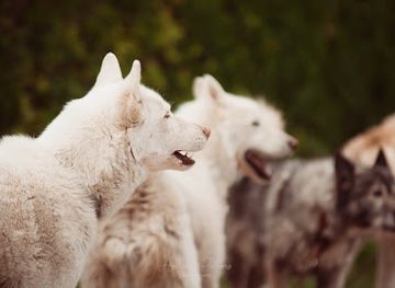 france/périgord-noir/attraction/moment-nordique-chiens-de-traineau-dordogne-perigord