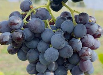 australia/canberra/attraction/jeir-creek-wines