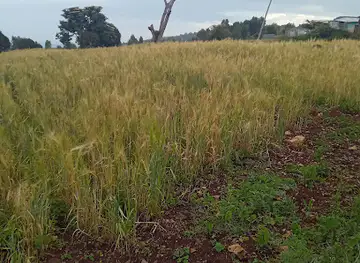 ቁንዱዶ ተራራ/Qundudo Mountain
