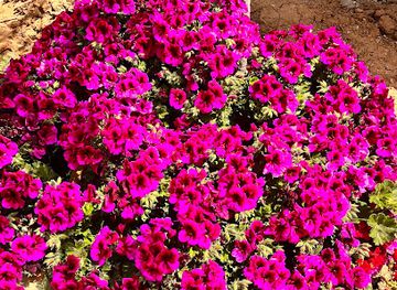 jordan/azraq-wetland-reserve/attraction/mzr-ywsf-b-shwysh