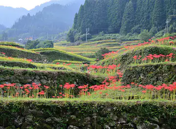 Tsuzura Rice Terrace