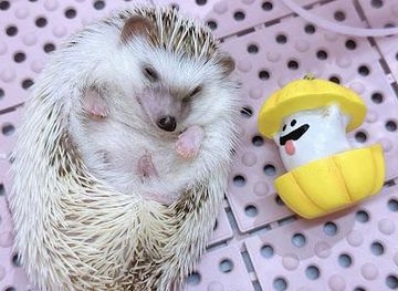 japan/tokyo/attraction/harajuku-kawaii-land-kyun-kyun-animal-petting