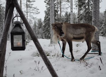 finland/ruka-kuusamo/attraction/erola-s-reindeer-and-tree