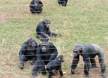 uganda/kampala/attraction/chimpanzee-island
