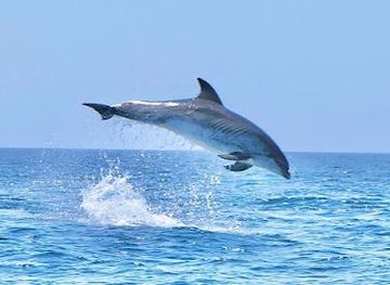 portugal/cascais/attraction/bolhas-tours