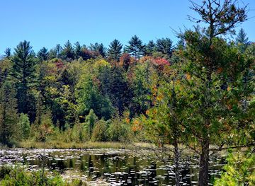 vermont/molly-falls-state-park/attraction/chickering-bog-natural-area