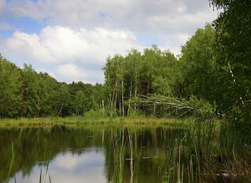 poland/zegrze-reservoir/attraction/lasy-kolo-ryni