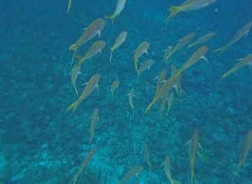 belize/san-pedro/attraction/tuffy-canyons