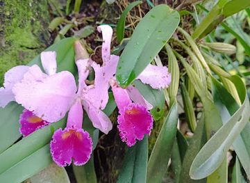 colombia/tolima-department/attraction/orquideas-del-tolima