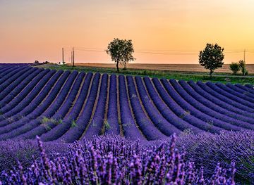 france/provence/attraction/champs-de-lavande